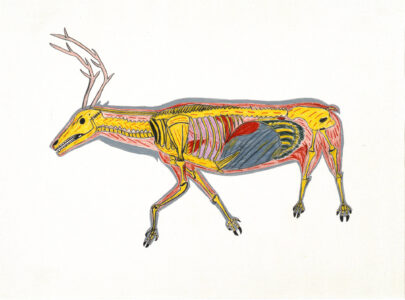 William Noah. Inuit (Baker Lake), 1943-2020. The Skeletoned Caribou, 1974. Coloured Pencil on paper. Collection of the WAG. Acquired through a grant from Hudson's Bay Oil and Gas Company.