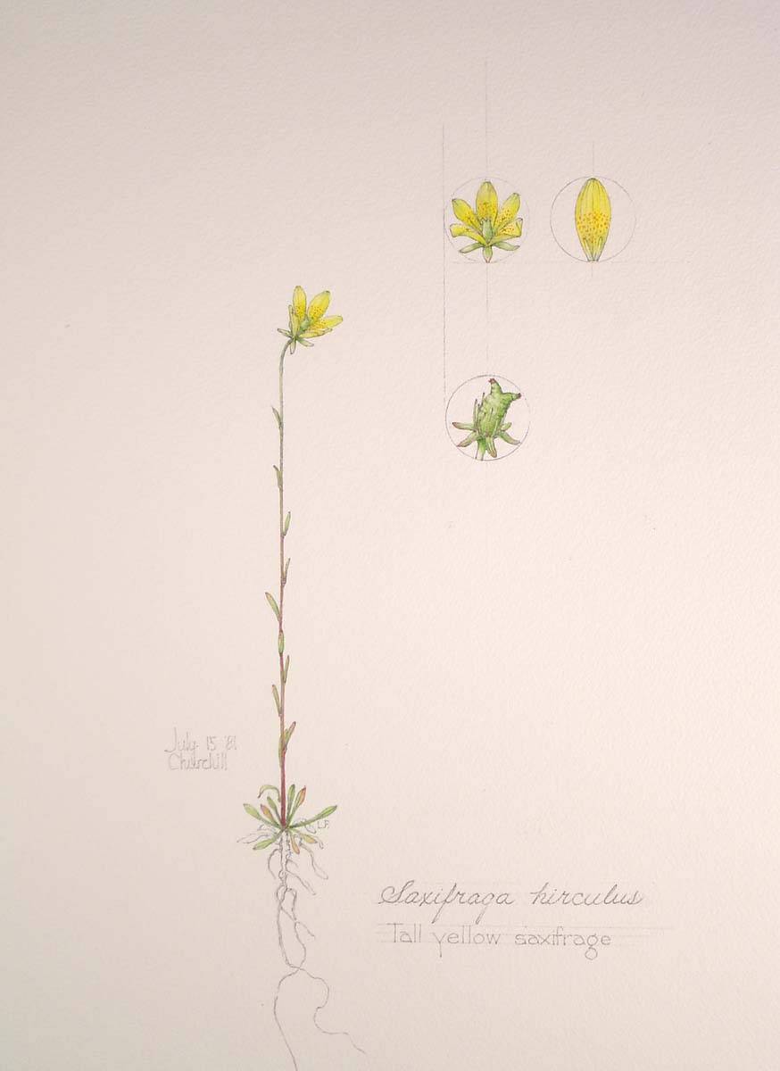 Saxifraga hirculus (Tall Yellow Saxifrage)