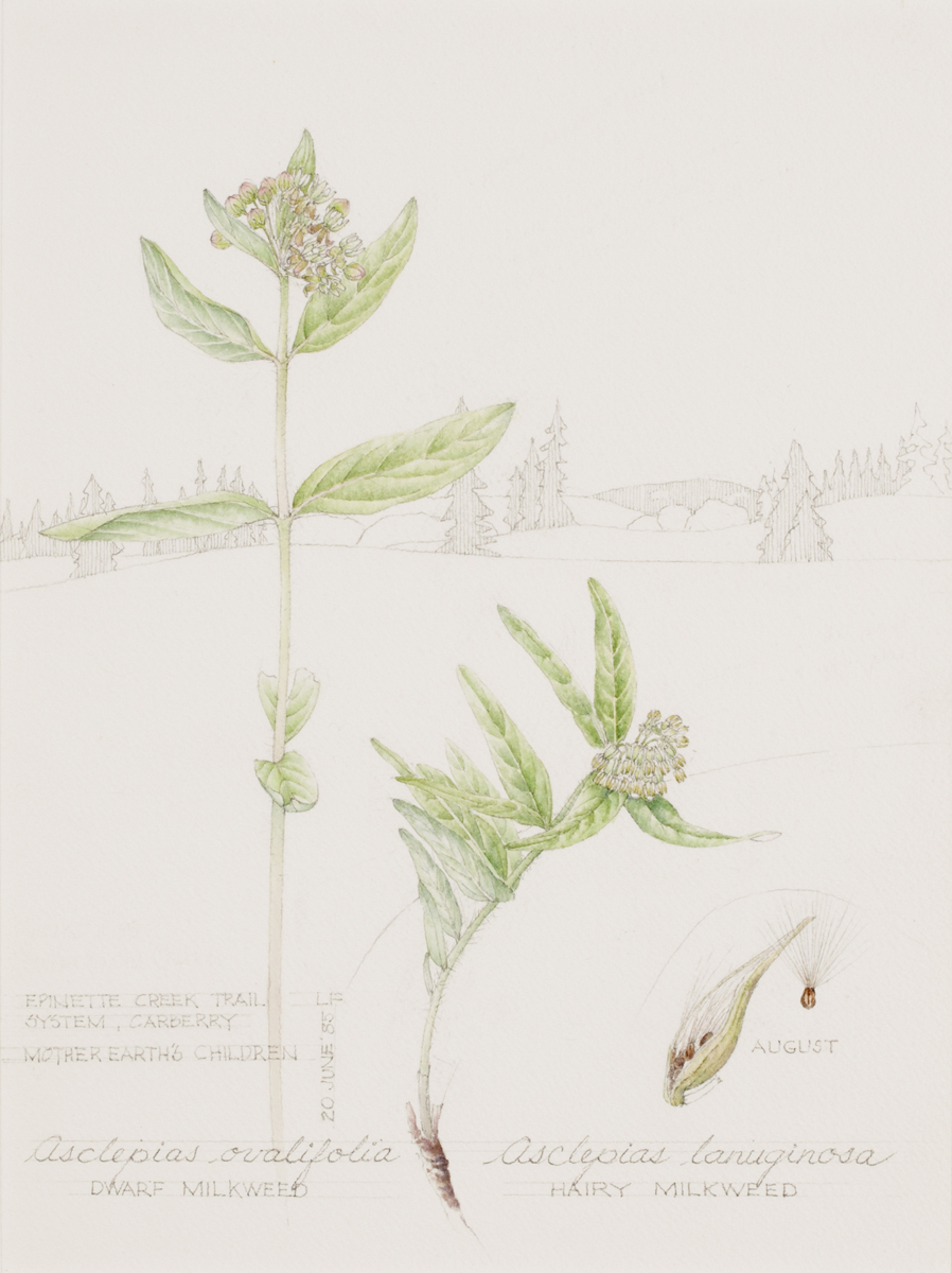 Asclepias ovalifolia / Asclepias lanuginosa (Dwarf Milkweed / Hairy Milkweed)