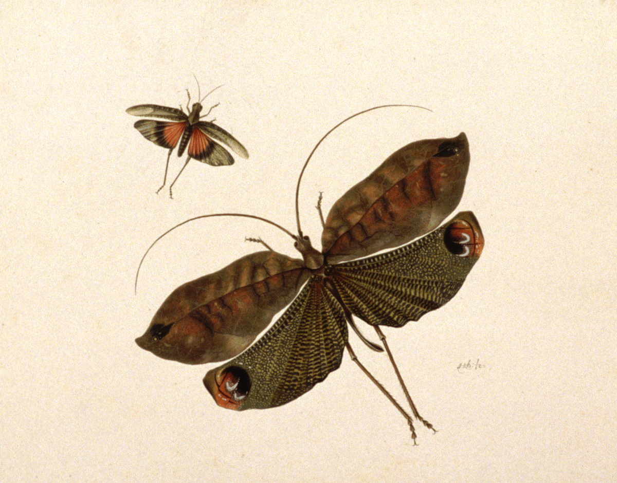 Studies of a Red-Winged Grasshopper and a South American Bushcricket